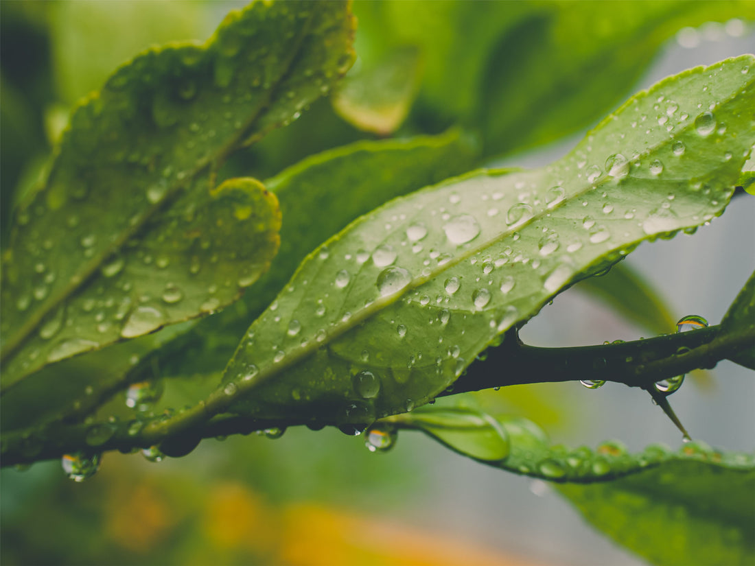 Fermentacja. Na czym polega i co sprawia, że tak dobrze wpływa na nasze zdrowie?